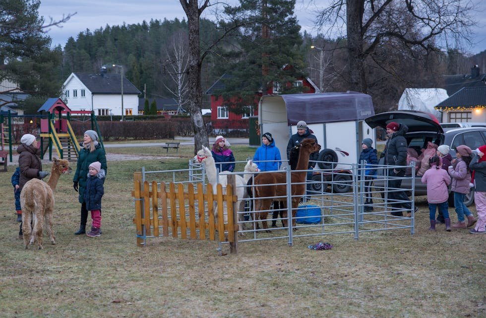 Dyrene fra Svenseid Alpakka var et meget populært innslag under julegrantenninga i Lunde.