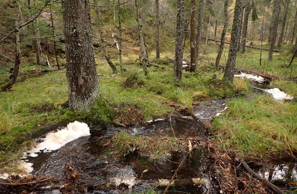 Husefjell: Rik sumpskog finnes i skogområdet på Husefjell. Sumpskog er ulike typer fuktskog der grunnvannsspeilet står like under markoverflaten. 