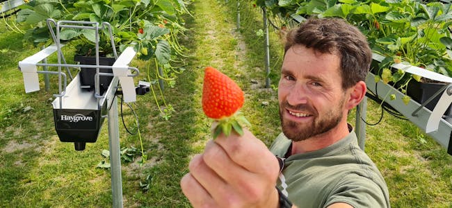 Norske jordbær: På gården i Flåbygd kan du nå få årets første norske jordbær. Knut Harald Semb (38) holder fremt et eksemplar.