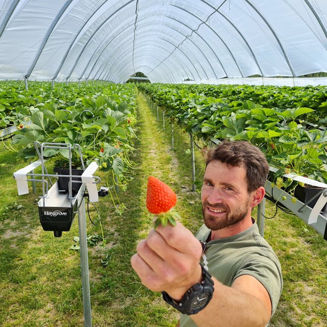 Norske jordbær: På gården i Flåbygd kan du nå få årets første norske jordbær. Knut Harald Semb (38) holder fremt et eksemplar.
