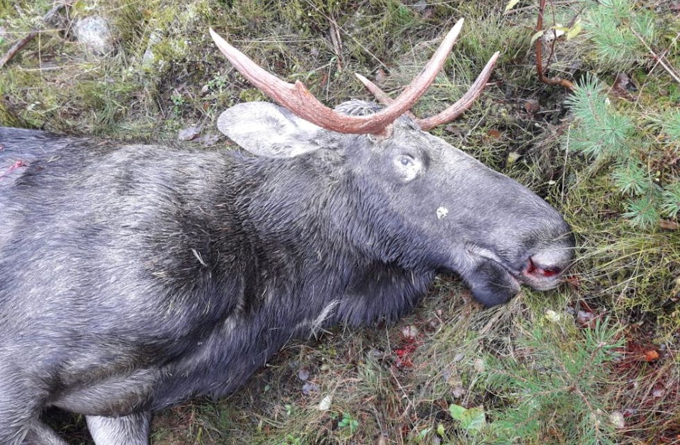 Analysen av den syke elgen som ble skutt av Stangefjell jaktlag er klar. Bildet er fra en tidligere skutt elg.