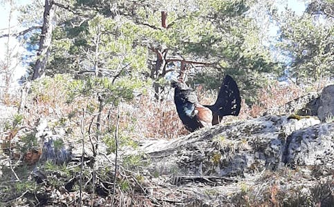 Denne karen er observert ved Murefjell, og kan være litt hissig av seg. Nå bes det om at tiuren får fred i ukene framover (foto: Gunnar Sanden).